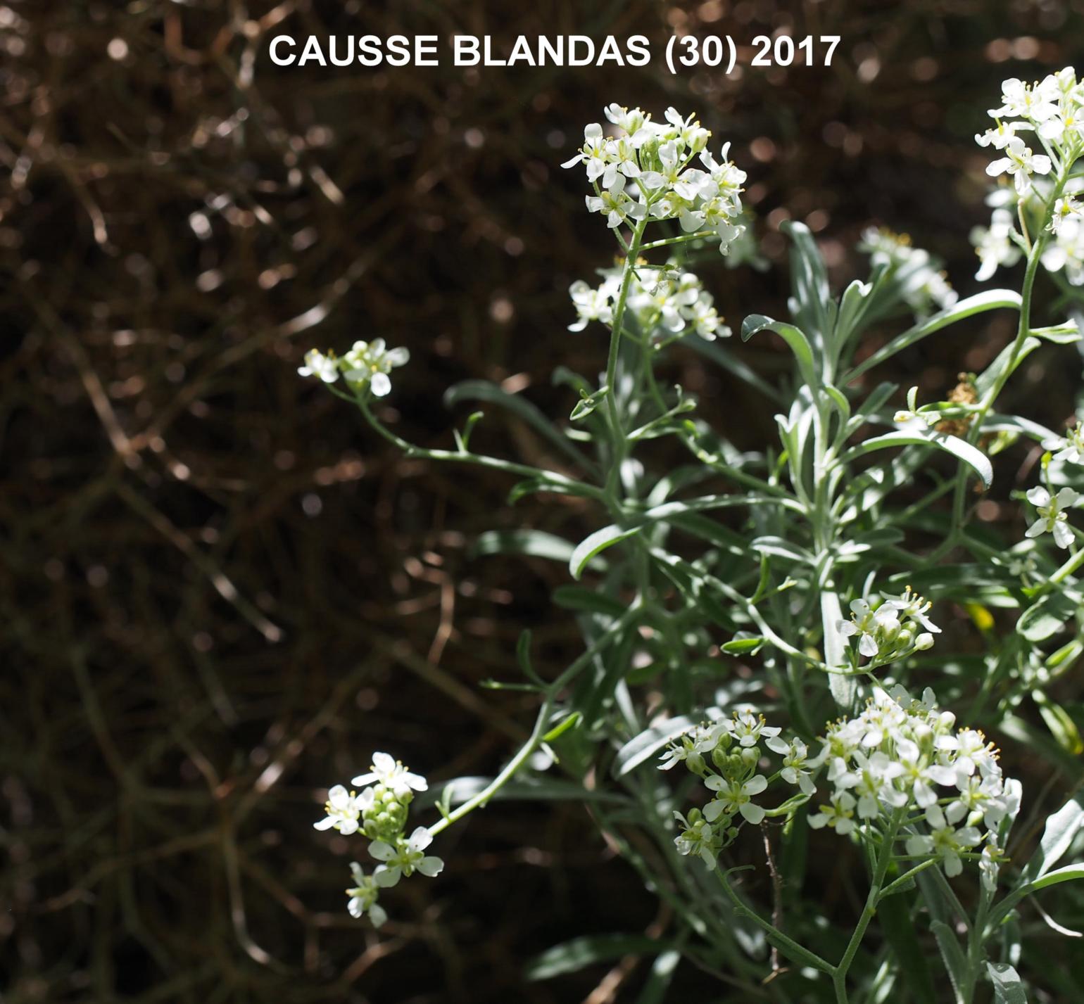 Alyssum, Spiny